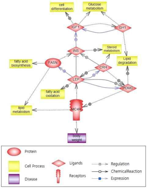 Pathway studio analysis of mainly expressed gene, IGF-1 in cattle.