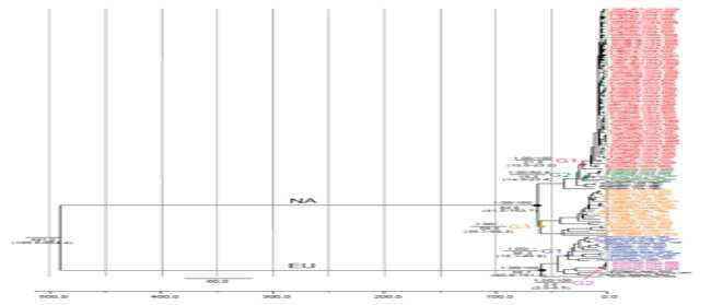 Bayesian 분석법에 의한 PRRS바이러스의 계통도.