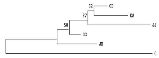 Neighbor-Joining tree showing the genetic divergence among six population, using Nei’s DA genetic distance on the basis of alleles frequencies from 11 MS marker. The number in the branch indicates the percentage occurrence in 1000 bootstrap replicates, C : Chikso, GG : Gyeonggi, CB : Chungbuk, JB : Jeonbuk, JJ : Jeju, KW : Kangwon.