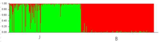 Clustering assignment of the two pig populations obtained by STRUCTURE analyses. Each of the 400 animals is represented by a thin vertical line that is divided into segments whose size and color correspond to the relative proportion of the animal genome corresponding to a particular cluster. Panel with K = 2 inferred clusters, J (commercial Jeju black pigs) and B (Berkshire pigs) populations are discriminated.