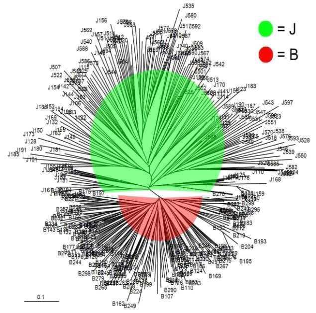 A neighbor joining dendrogram was constructed from allele-sharing distances among 400 individuals in two pig populations. J: Commercial Jeju black Pigs, B: Berkshire Pigs.