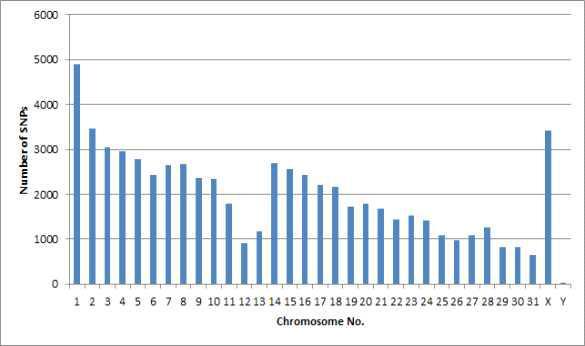 재래마에서 발굴된 SNP의 염색체별 분포.