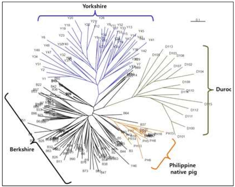 Unrooted phylogenetic neighbour-joining (NJ) among four porcine breeds using 10 selected markers.