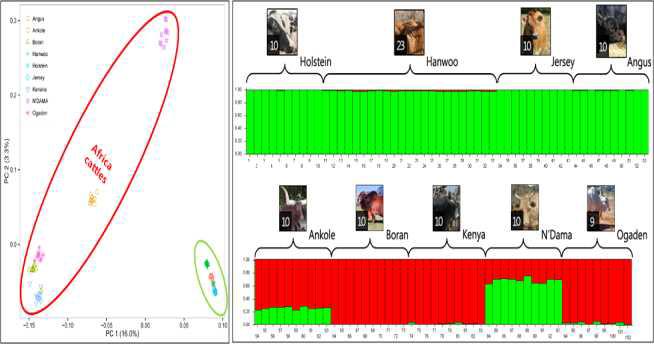 품종별 집단 분석 (Principal component analysis).