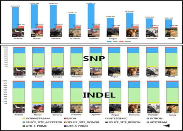 SNP와 INDEL 변이 분석.