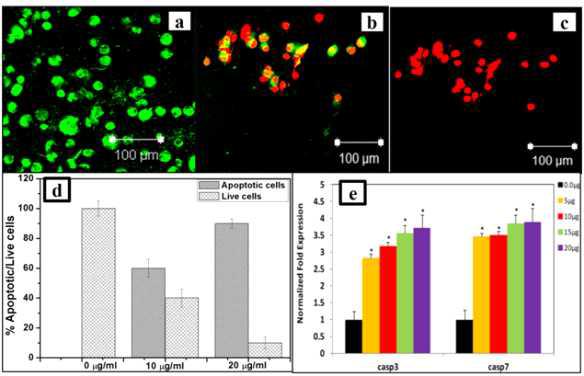 총 세포수에 대비한 세포사멸수 정량 (d)과 배양 24시간에 caspase 3과 caspase 7의 mRNA 발현도. a, b, c: 새포생존과 사멸의 Confocal 현미경 영상.