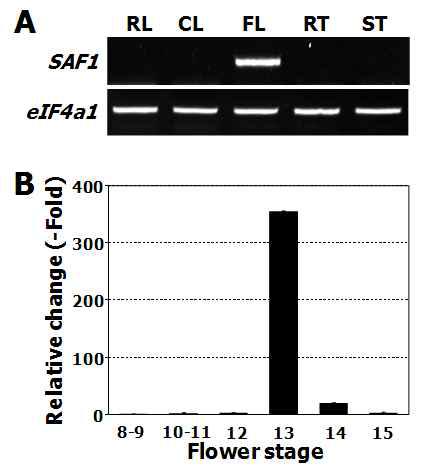 SAF1의 조직별 발현 양상. (A) 다양한 조직에서 SAF1 의 발현을 RT-PCR을 통해 확인. RL, Rosette leaves. CL, Cauline leaves. FL, Flowers. RT, Roots. ST, Stem. (B) 꽃 수술의 열개 시기에서 real-time PCR을 통해서 SAF1의 발현 확인.