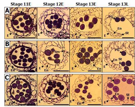SAF1 과발현 식물체, 야생형 식물체, SAF1-KD 식물체의 개화 단계별 anther cell의 cross-section 분석. (A) SAF1 과발현 식물체의 개화 단계별 anther. (B) 야생형 식물체의 개화 단계별 anther. (C) SAF1-KD 식물체의 개화 단계별 anther. E, epidermis; En, endothecium; PG, pollen grain; St, stomium.