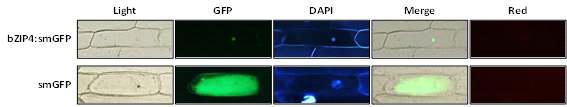 bZIP4-smGFP 단백질의 nuclear localization 확인.