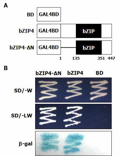 yeast에서의 bZIP4 단백질의 auto-activation activity 확인. (A) yeast 형질전환에 이용한 constructs. (B) SD-W 배 지와 SD-LW 배지에서의 bZIP4-△N, bZIP4, BD construct들이 형질전환된 yeast들의 생장 여부 확인.