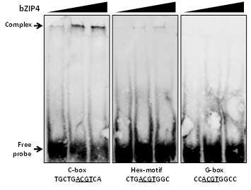 EMSA assay. C-box, Hex-motif, G-box를 각각 probe로 이용하여 DNA binding activity를 확인.