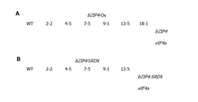 bZIP4 과발현 식물체 (A)와 bZIP4-SRDX 과발현 식물체 (B)의 확인.