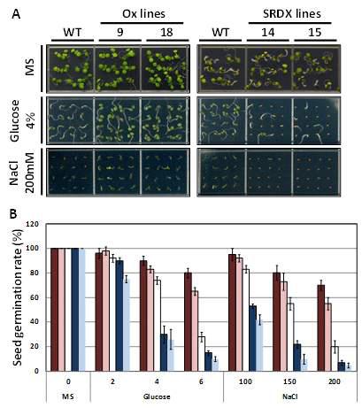 종자 germination assay 실시. (A) NaCl과 Glucose 조건에서의 WT과 bZIP4-Ox, bZIP4-SRDX 종자 발아의 표현형. (B) 농도별 NaCl, Glucose 조건에서 발아율 확인. 하얀색 bar: WT. 빨간색 bar: bZIP4-Ox line. 파랑색 bar: bZIP4-SRDX line.