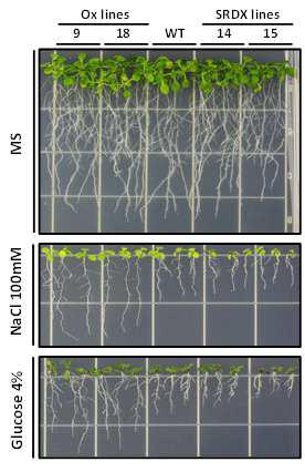 뿌리 길이 생장 저해 실험. 스트레스 조건 (NaCl과 Glucose) 에서의 WT과 bZIP4-Ox, bZIP4-SRDX 뿌리 길이 생장 표현형을 비교.