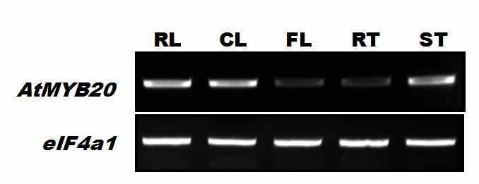 AtMYB20의 조직별 발현 양상 확인. RL, Rosette leaves. CL, Cauline leaves. FL, Flowers. RT, Roots. ST, Stem.