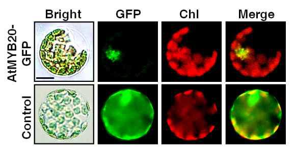 AtMYB20-GFP가 핵으로 targeting됨을 확인.