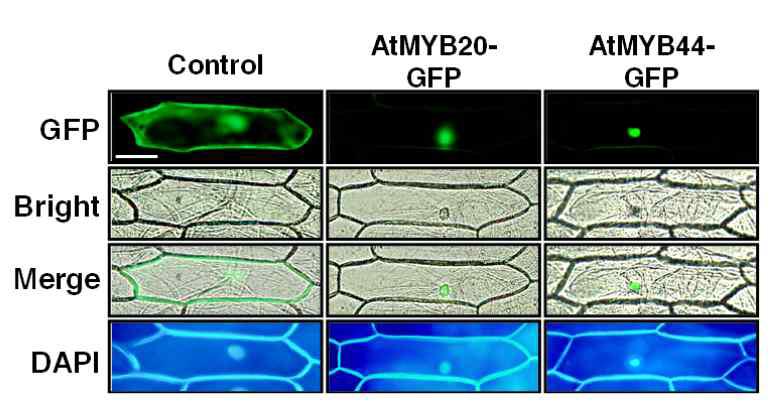 AtMYB20-GFP이 핵으로 targeting됨을 양파 표피세포에서 확인.