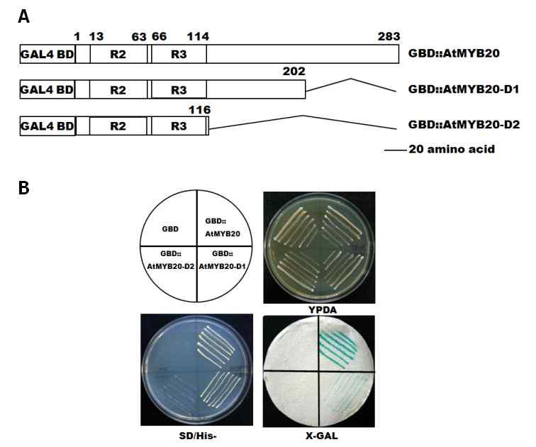 Yeast system을 이용한 AtMYB20의 transcription activity assay.