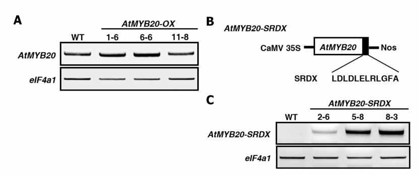 (A) Quantitative RT-PCR 분석으로 AtMYB20 과발현 식물체의 독립 적인 3개체를 확인. (B) chimeric repressor를 구축한 모식도. (C) Quantitative RT-PCR 분석으로 AtMYB20-SRDX 과발현 식물체의 독립적인 3개체를 확인.