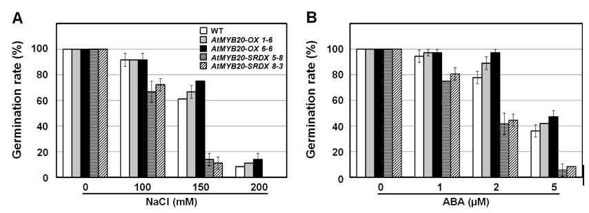 AtMYB20-OX과 AtMYB20-SRDX의 정상적인 MS 배지에서와 NaCl 와 ABA 스트레스 조건 하에서 germination assay.