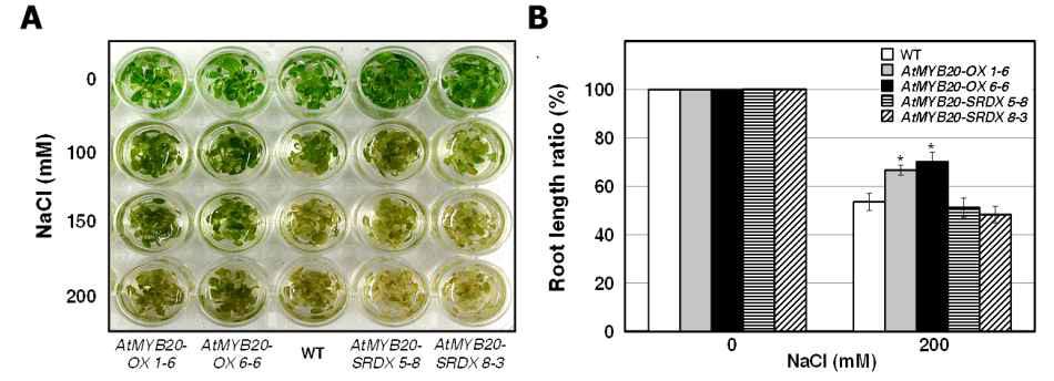 seedling 상태에서의 AtMYB20-OX, AtMYB20-SRDX와 WT에 염 처리 결과.