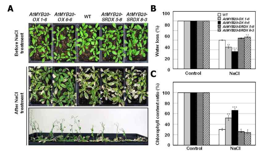adult 상태에서의 AtMYB20-OX, AtMYB20-SRDX와 WT 의 염 처리 결과.