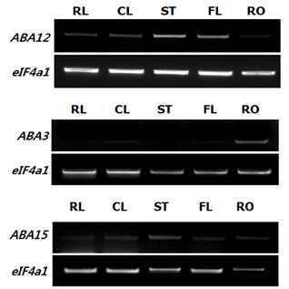 ABA3, ABA12와 ABA15의 조직별 발현 양상. RL, Rosette leaves. CL, Cauline leaves. ST, Stem. FL, Flowers. RT, Roots.