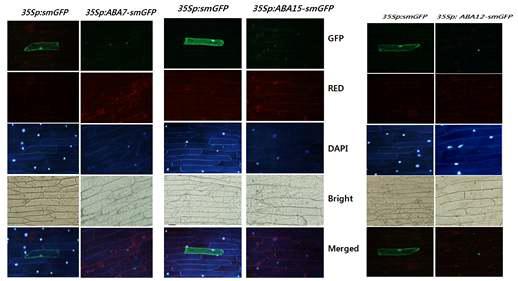 ABA-smGFP 단백질들의 subcellular localization 확인.