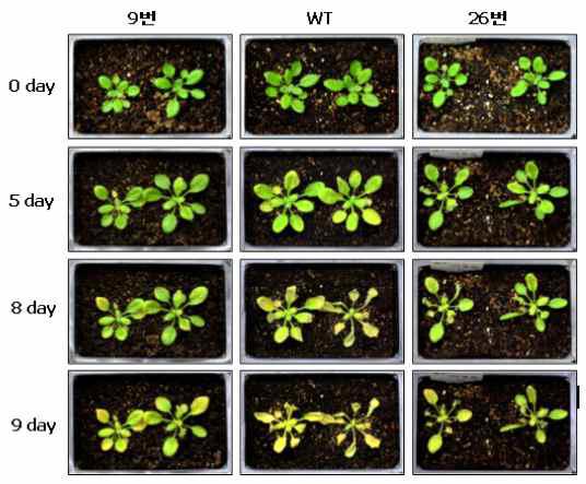 선별된 2개 유전자의 knock-out 식물체가 야생형보다 노화가 지연됨을 확인.