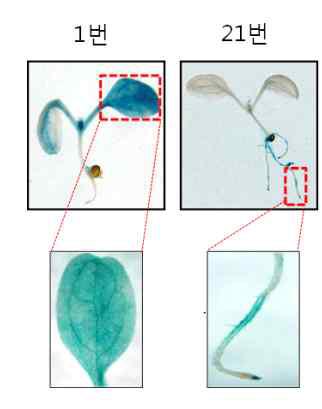 선발된 1번과 21번 promoter는 seedling stage에서 GUS의 발현이 잎과 뿌리에서 강함을 관찰.