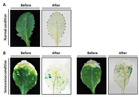 ProDCD:GUS 형질전환체의 normal 상태와 노화 상태에서 GUS의 발 현 비교. A) normal 상태 잎의 GUS 발현. B) 노화와 병증이 야기된 잎의 GUS 발현.