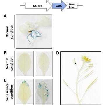 ProS5:GUS 형질전환체의 normal 상태와 노화 상태에 서 GUS의 발현 비교. A) 10 일째 식물체. B-C) 4 주째 식물체 노화 전후 GUS의 발현 비교. D) 꽃 조직이 탈리되는 부위에서 GUS의 발현.