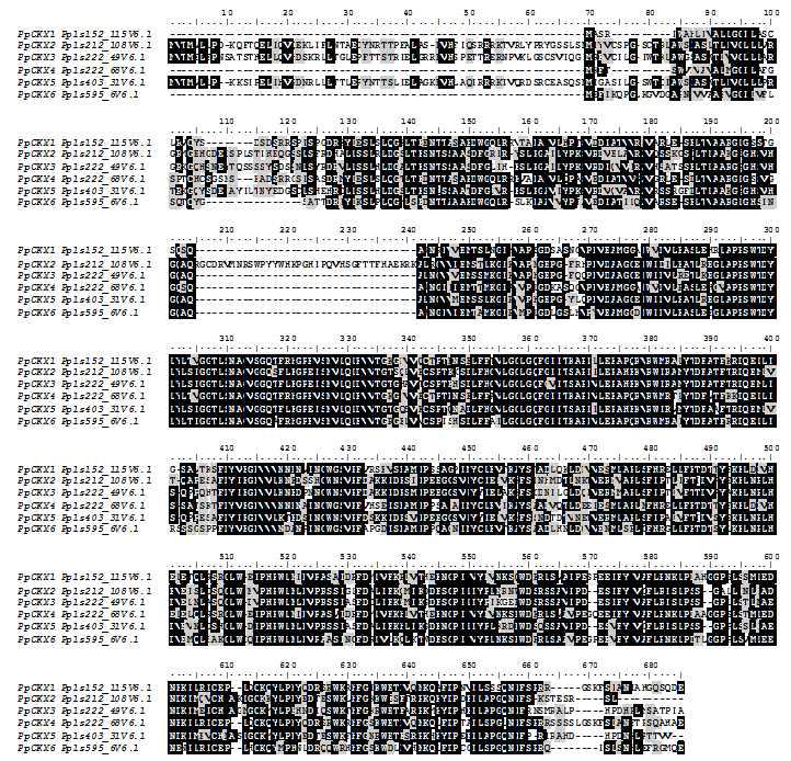 PpCKX family의 multiple sequence alignments.