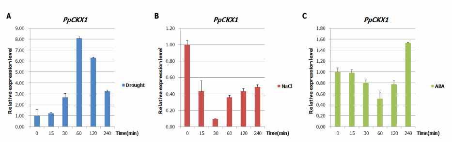 drought, NaCl, ABA 처리 후 PpCKX1 발현양상 확인. (A) Drought 처리 후 PpCKX1의 발현 양상. (B) 600 mM NaCl 처리 후 PpCKX1의 발현 양 상. (C) 100 μM ABA 처리 후 PpCKX1의 발현 양상.