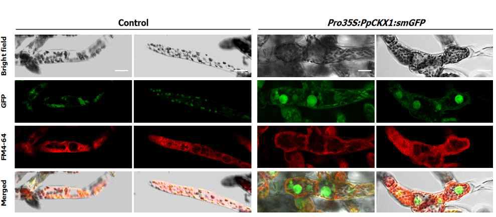 Pro35S:PpCKX1-smGFP 단백질의 vacuole localization 확인. confocal laser scanning microscope (LSM 700; Carl ZEISS)을 사용하였고, vacuolar membrane은 FM4-64 를 이용하여 확인함. Bars = 20 μm.