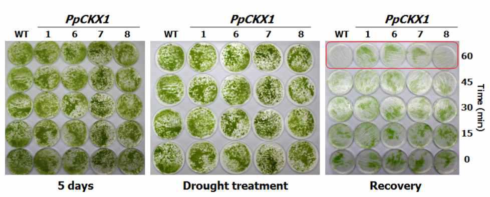 PpCKX1 과발현체와 WT의 drought 저항성 비교. BCD 배지에서 5일 자 란 protonema를 filter paper로 옮겨 0, 15, 30, 45, 60분의 drought 처리를 한 다음 BCD 배지로 옮겨 recovery 후 결과 관찰.