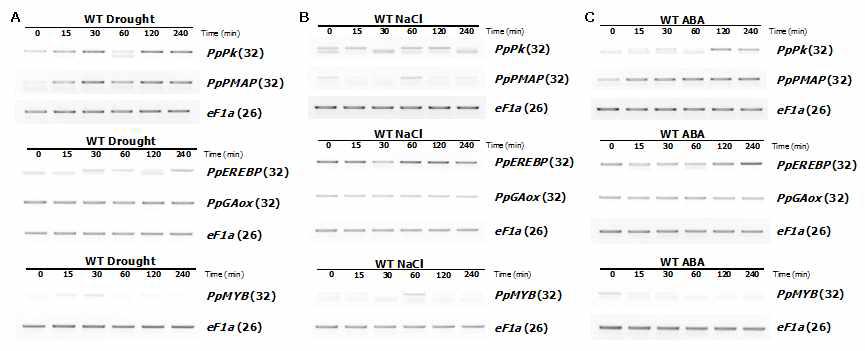 drought, NaCl, ABA 처리 후 선별된 5개 유전자들 (PpPMAP, PpPK, PpGAox, PpEREBP, PpMYB)의 발현 양상. (A) Drought 처리 후 발현 양상. (B) 600 mM NaCl 처리 후 발현 양상. (C) 100 μM ABA 처리 후 발현 양상.