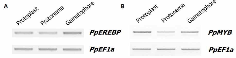 PpEREBP와 PpMYB 유전자의 발육 단계별 발현 양상. (A) PpEREBP의 발육 단계별 발현. (B) PpMYB의 발육 단계별 발현.