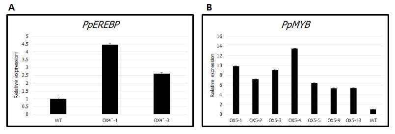 PpEREBP와 PpMYB의 과발현체 확인. (A) PpEREBP의 과발현체 확인. (B) PpMYB의 과발현체 확인.