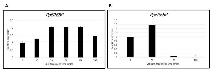 환경 스트레스 (염, 가뭄)하에서의 PpEREBP 유전자의 발현 양상. (A) 600 mM NaCl 처리 후 PpEREBP의 발현 양상. (B) 가뭄 처리 후 PpEEREBP의 발현 양상.