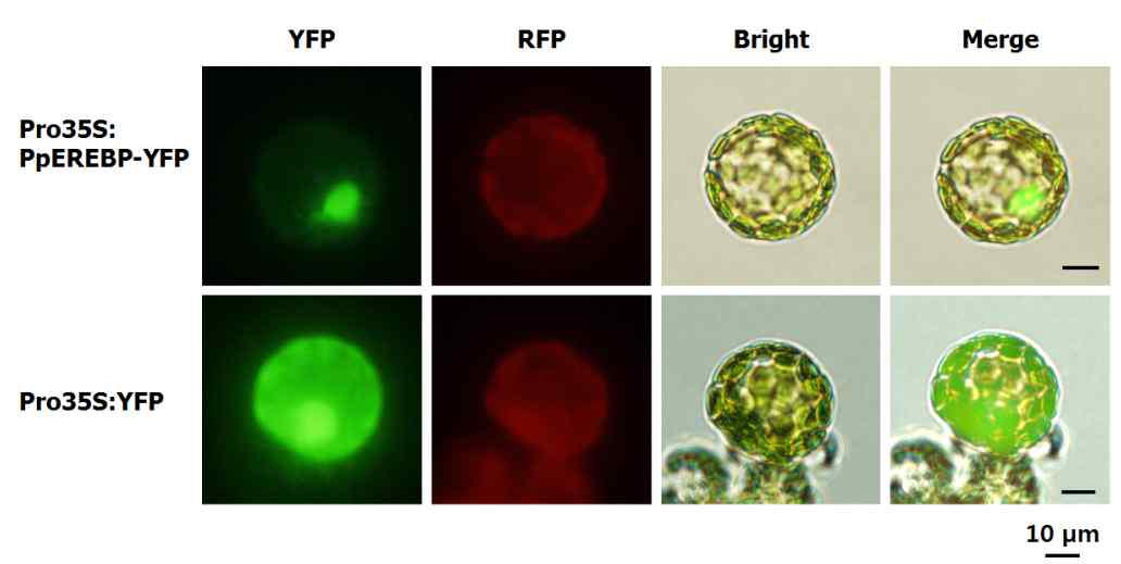 PpEREBP-YFP 단백질의 nuclear localization 확인.