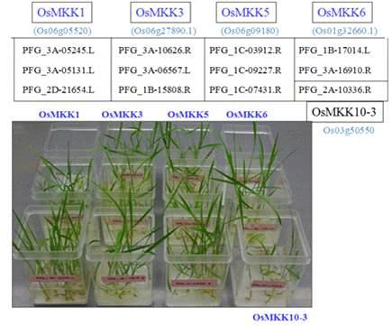 재배 중인 OsMAP2K KO lines.