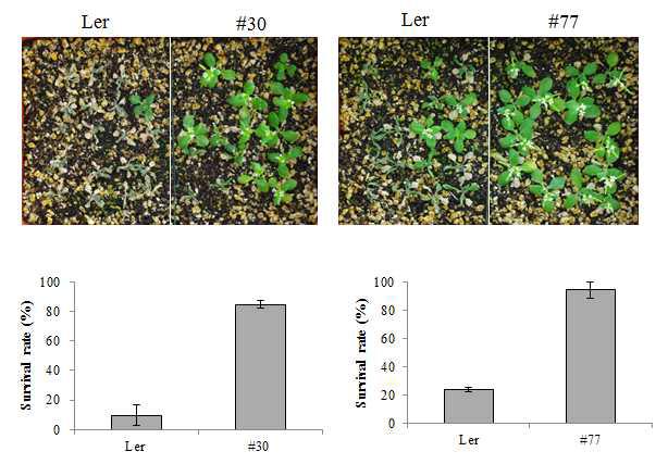 Drought tolerance of OsMAPKK6 OX line. 12 day-old Arabidopsis plants were subjected to 12 day drought treatment. Survival tates were then determined 2 days after re-watering.