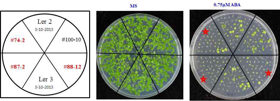 ABA sensitivity of OsMAPKKK28 OX lines. Seedlings were grown on MS or ABA-containing media for 9 days.