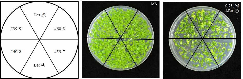 ABA sensitivity of OsMAPKKK64 OX lines.