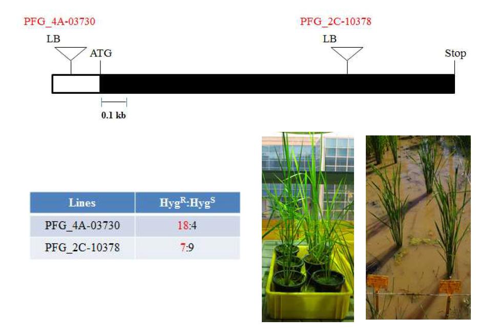 OsMAPKKK63 KO lines. Top, schematic diagram of T-DNA insertion sites in the KO lines. Bottom left, hygromycin selection of acquired seeds. Bottom right, Plants growing in the culture room or field.