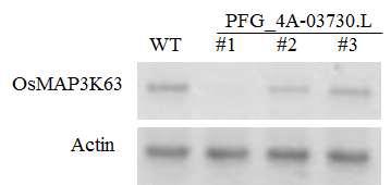 OsMAPKKK63 expression in OsMAPKKK63 KO lines.