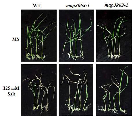 Salt tolerance of Os6APKKK63 KO lines. 10-day-old seedlings were exposed to high salinity condition for 3 days and then recovered at normal condition for 10 days.