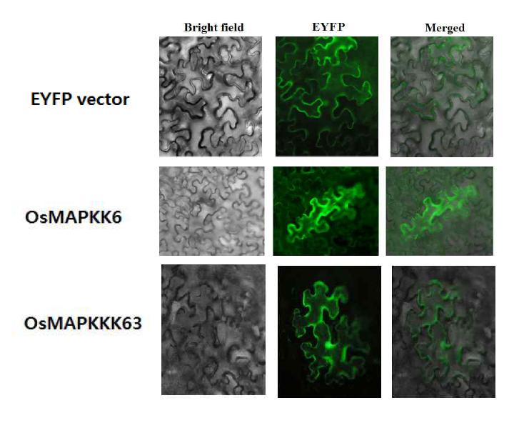 Subcellular localization of OsMAPKK6 and OsMAPKKK63.