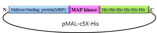 Cloning vector map for recombinant protein preparation.